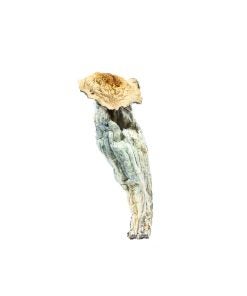 Transkei Mushrooms