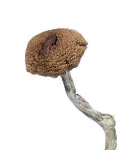 Mazatapec Mushrooms